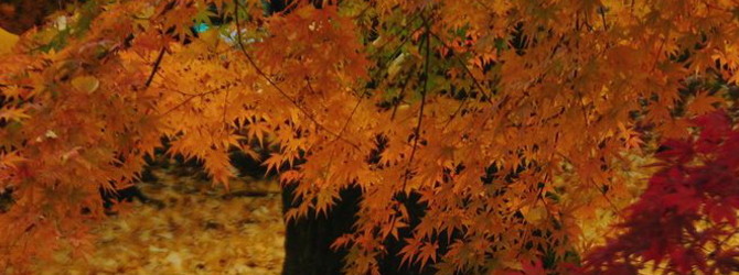 四季を通じて豊かな表情を見せる京都。