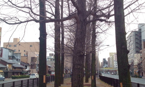 『京都おさんぽ＃７』通りの中にずら〜っと立ち並ぶ銀杏並木。