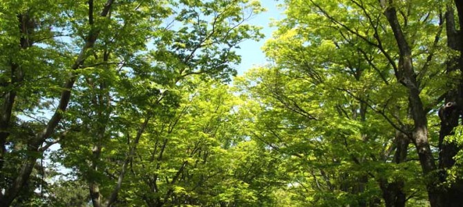 京都府立植物園イベント雑感～植物園本来の魅力とは？