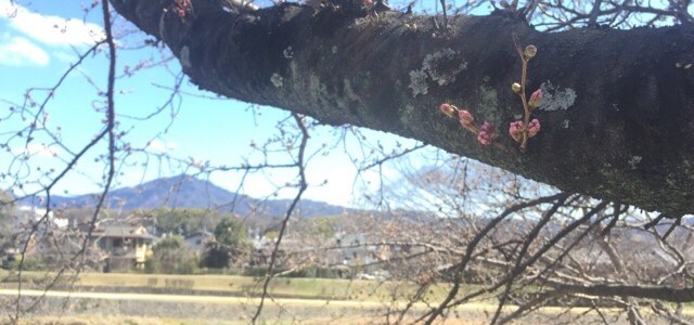 『京都おさんぽ＃６１』初春の鴨川へ。京の桜ももうすぐです！