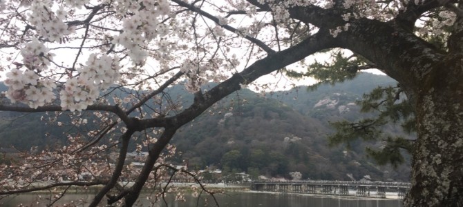 『京都おさんぽ＃６３』黄昏時に嵐山へ。桜ももうすぐ見頃です！