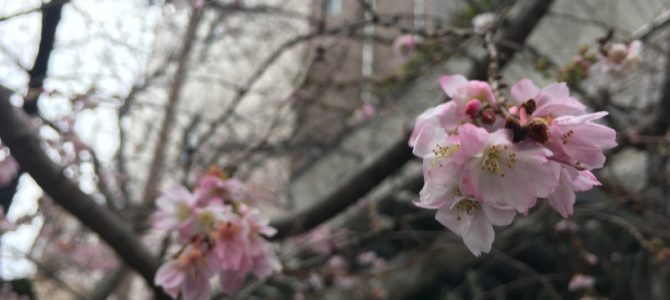 『京都おさんぽ＃７７』寒〜い冬に桜はいかがですか？
